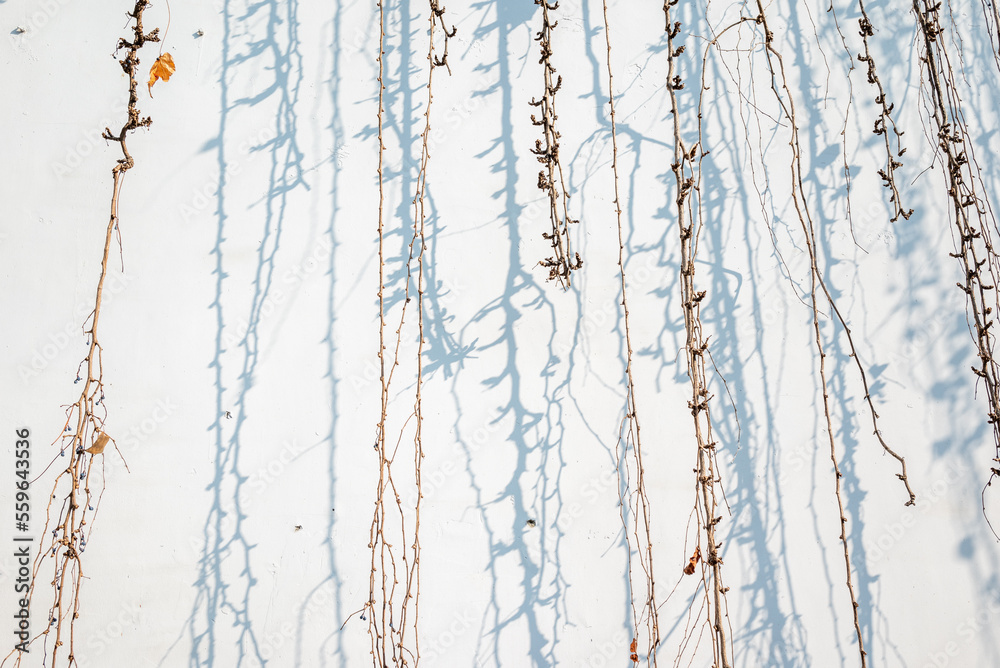 Bare ivy rods against white wall in sunlight with shadows texture Bare ivy rods against white wall in sunlight with shadows texture