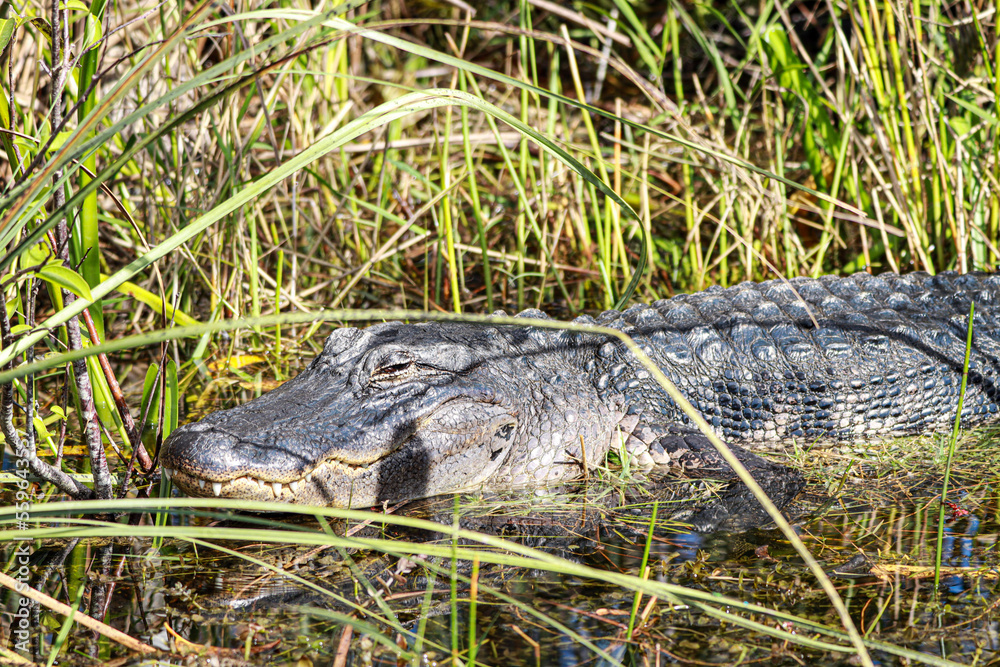 Fototapeta premium alligator , crocodile , everglades , predator