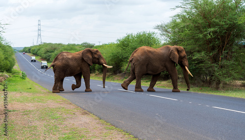 Photography Two Elephants crossing a highway in Tanzania with vehicles in background