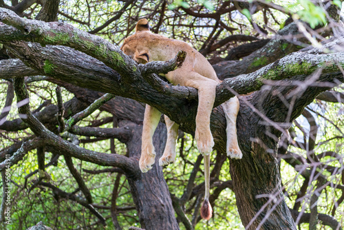 Lioness sleeping in tree in Lake Manyara National Park, Tanzania photo