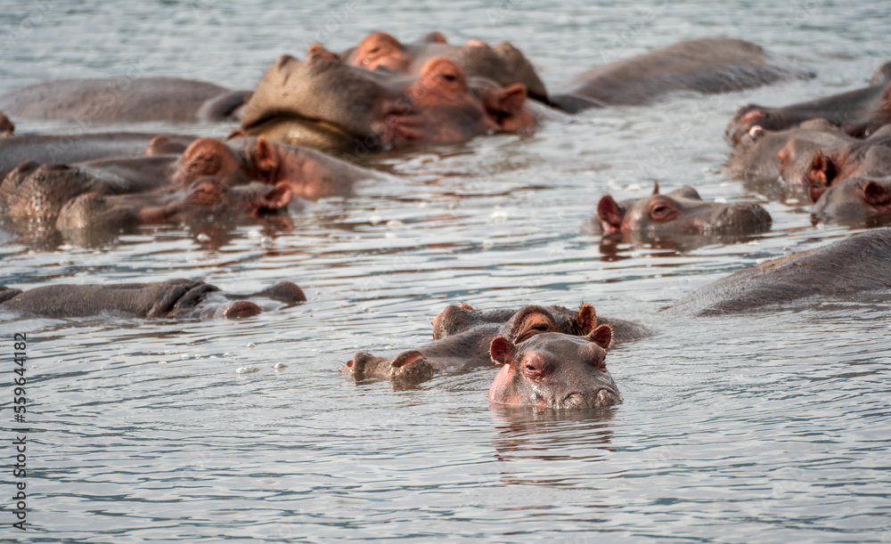 Fototapeta premium Hippos in lake with baby