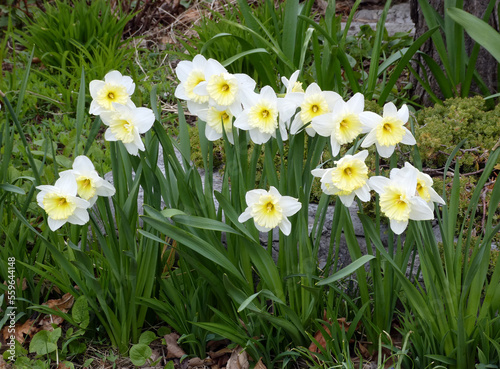 White daffodils blooming on flower bed