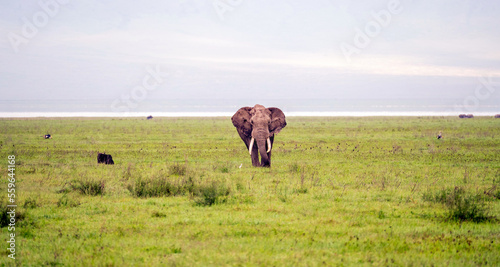 Elephant on African grassland walking towards the camera