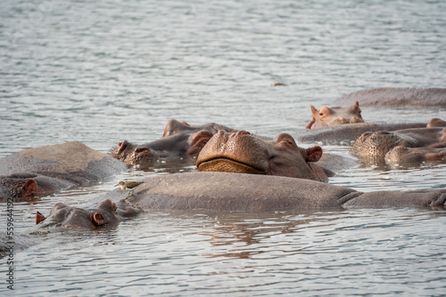 Hippo resting his head on another hippo's back