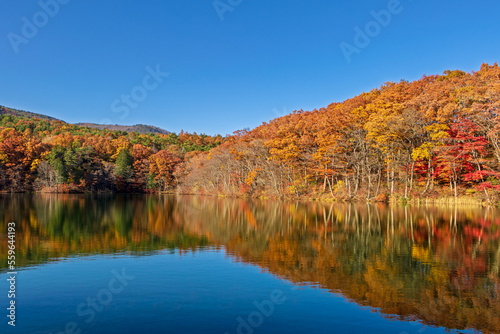 仁田沼の水鏡に映る紅葉と青空