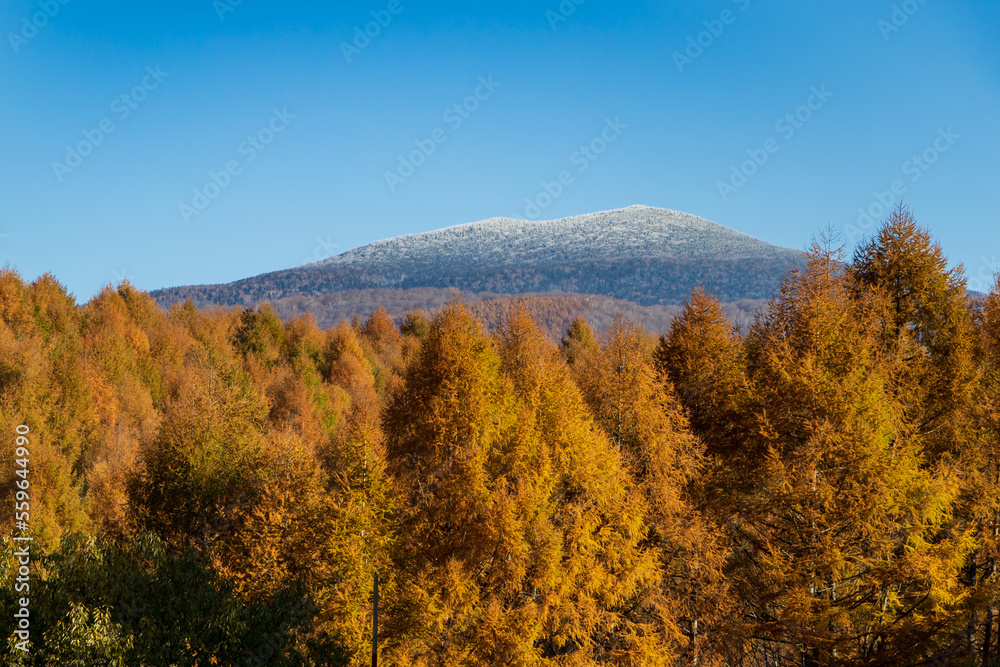 Fototapeta premium 紅葉の裏磐梯