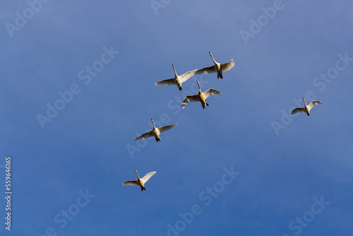 白鳥と冬の青空