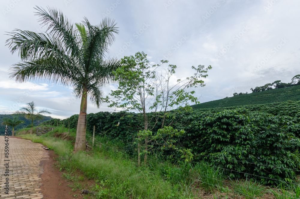 View of Arabica coffee plants in Minas Gerais, Brazil