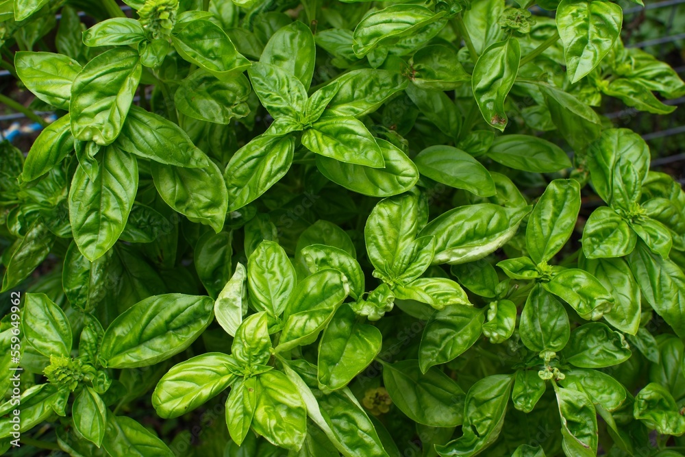 Fresh organic basil grown in backyard. Fresh organic basil grown in backyard.