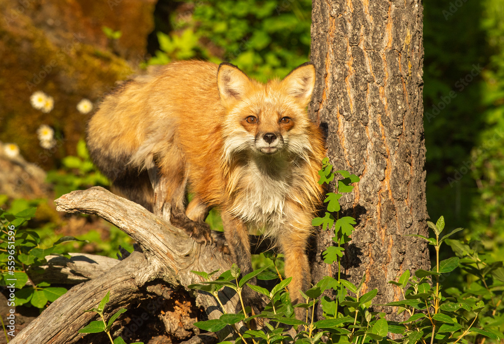Red Fox in Springtime Red Fox in Springtime
