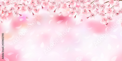 桜 春 風景 背景