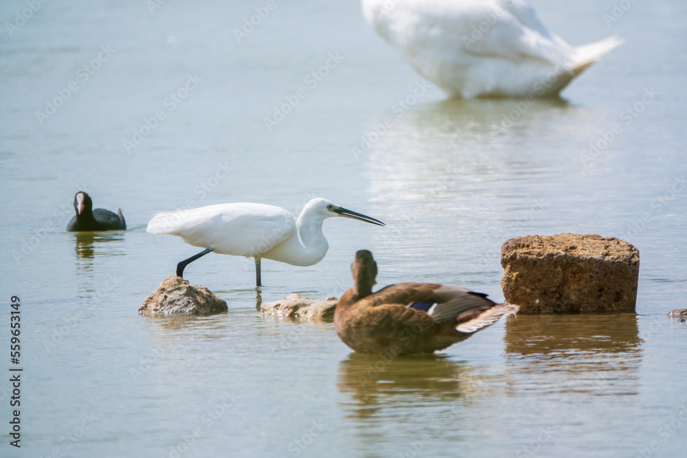 Fototapeta premium The small white heron or Little egret stands in the lake
