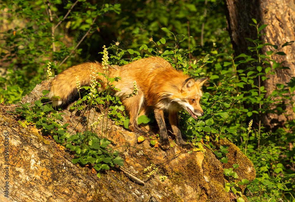 Red Fox in Springtime