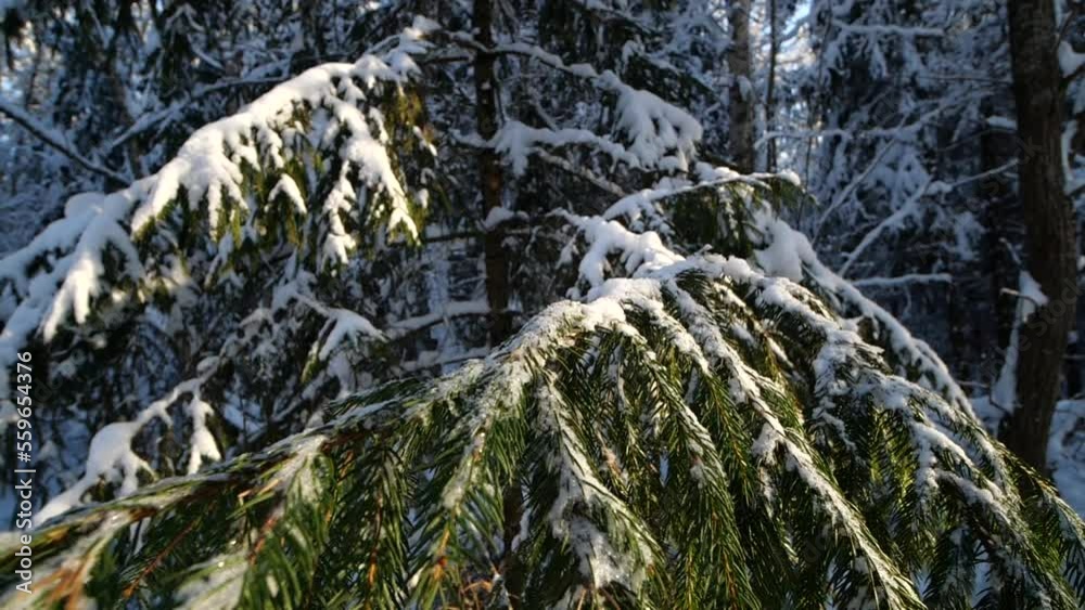 Sunny magical winter day in the forest in slow motion Sunny magical winter day in the forest in slow motion