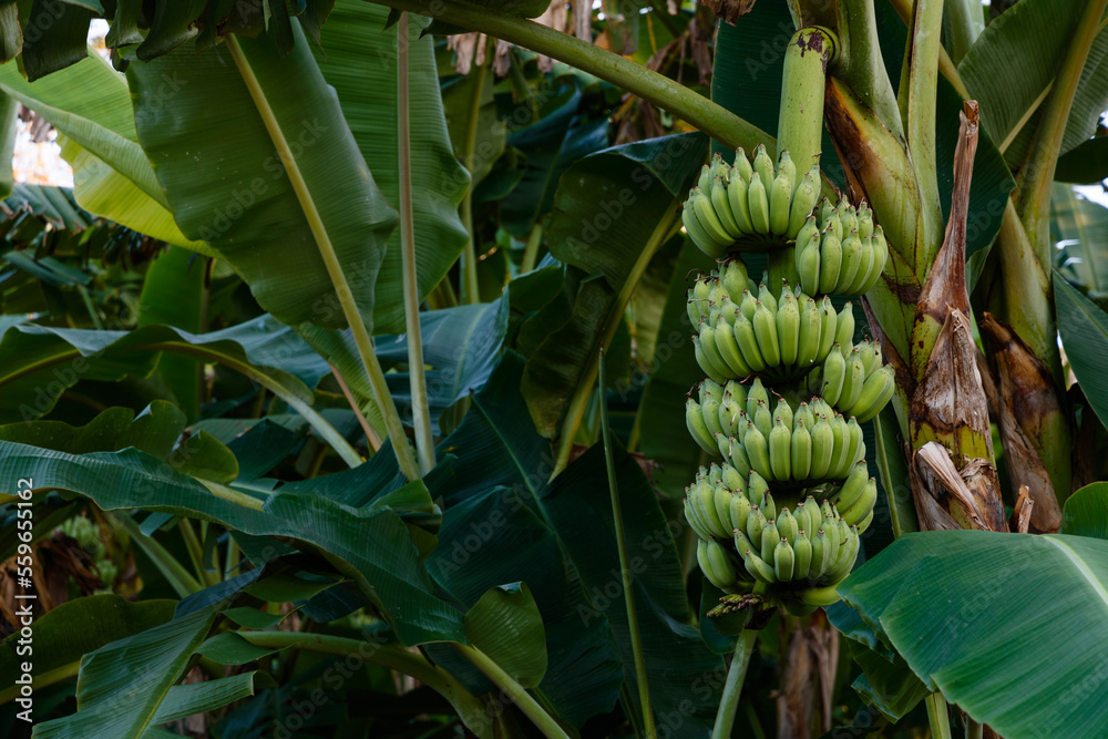 Obraz premium Green bananas summer fruit with a bunch on the banana tree in a tropical rain forest the garden in Thailand. 