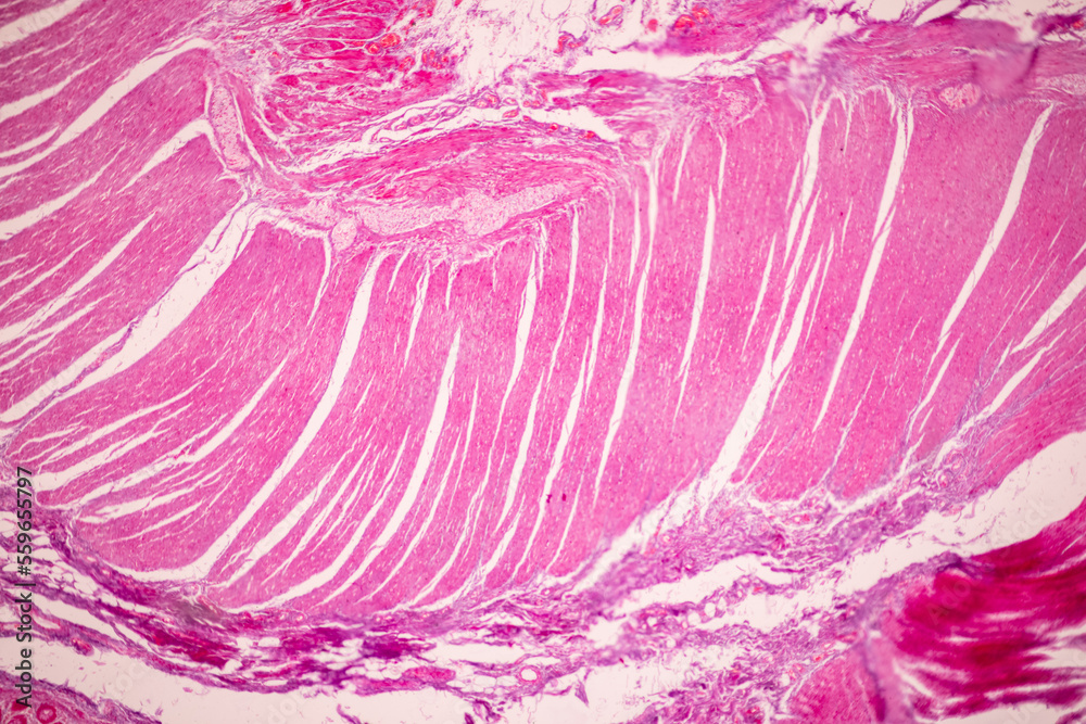 Tissue of Small intestine (Duodenum), Large intestine Human and Stomach Human under the microscope in Lab. Tissue of Small intestine (Duodenum), Large intestine Human and Stomach Human under the microscope in Lab.
