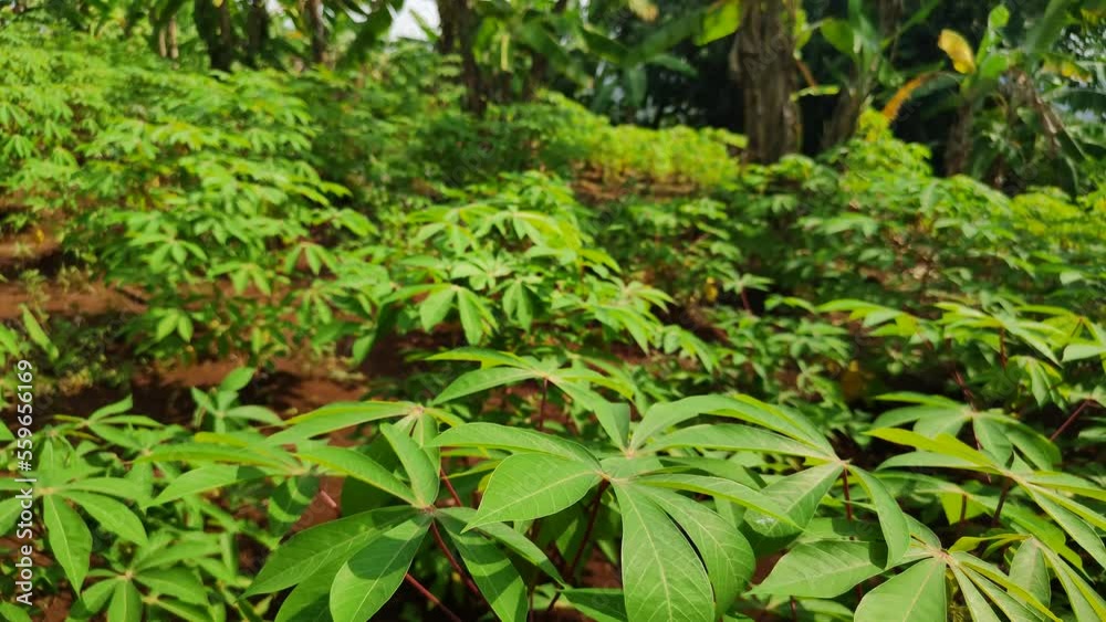 Cassava trees grow together with banana trees on fertile soil on farmland Cassava trees grow together with banana trees on fertile soil on farmland