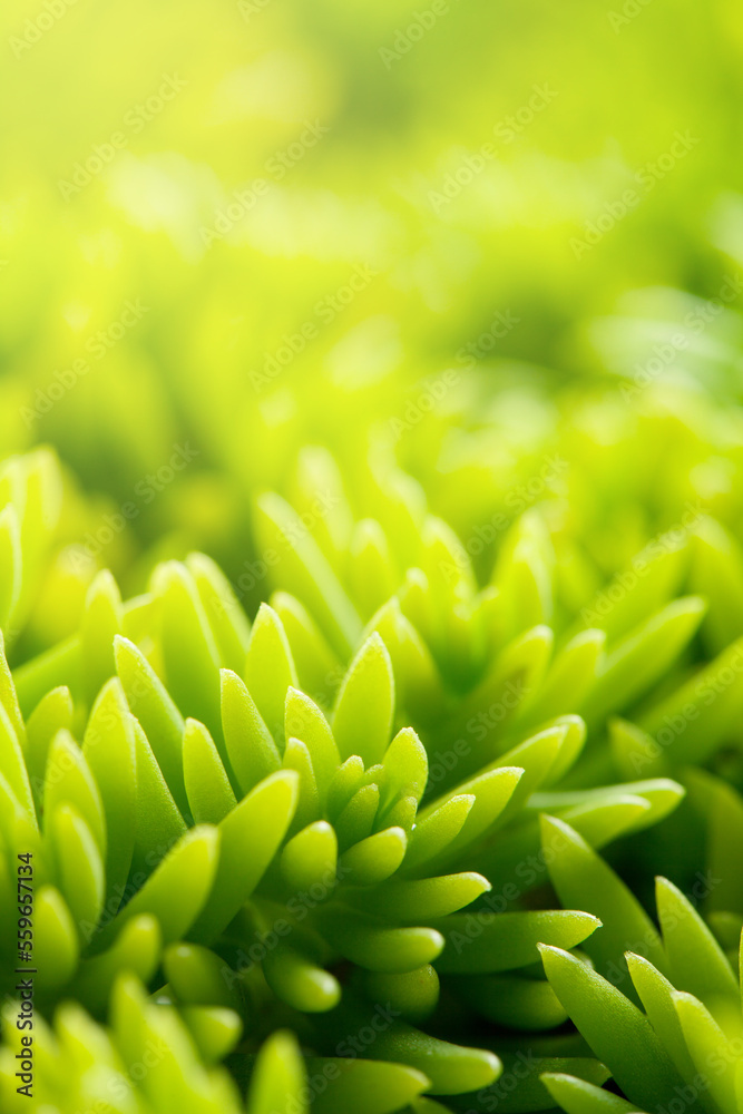 green succulent plants background in morning with text space. green succulent plants background in morning with text space.