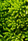 close up green succulent plants.