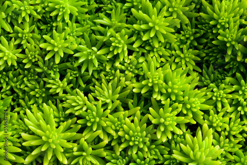 lots of green succulent plants. top view.