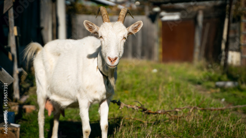 An adult white-colored goat in a close-up grazes on a leash on the street against a blurred background