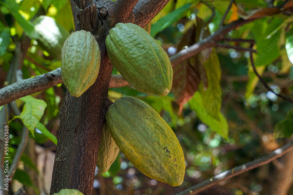 Stockfoto Cocoa, Cacao, Chocolate Nut Tree. Fruit shaped like a papaya
