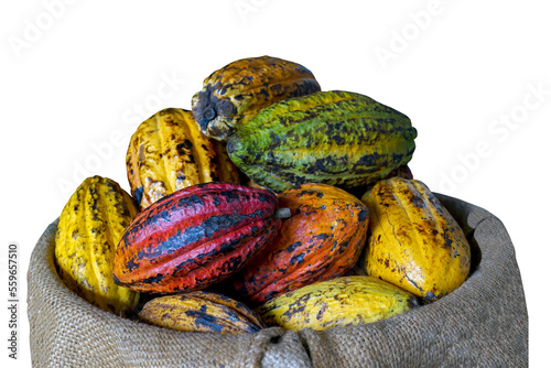 isolated cocoa fruit in hemp sack on a white background.Soft and selective focus. photo