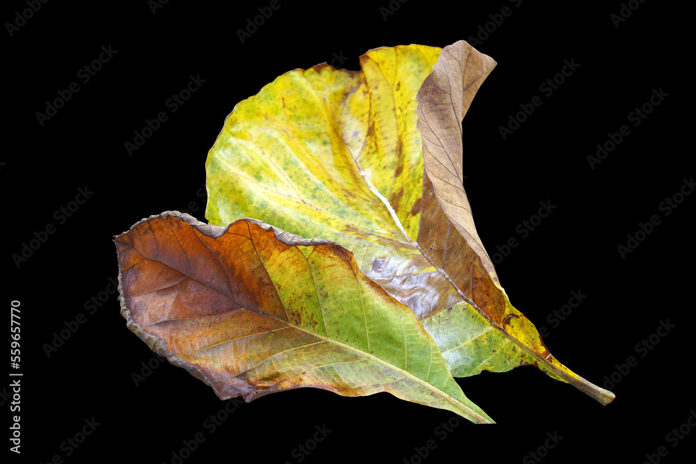Fototapeta premium isolated old teak leaves on black background. Soft and selective focus.