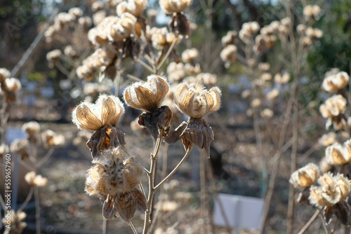 capsuls of Hibiscus mutabilis in autumn	
 photo