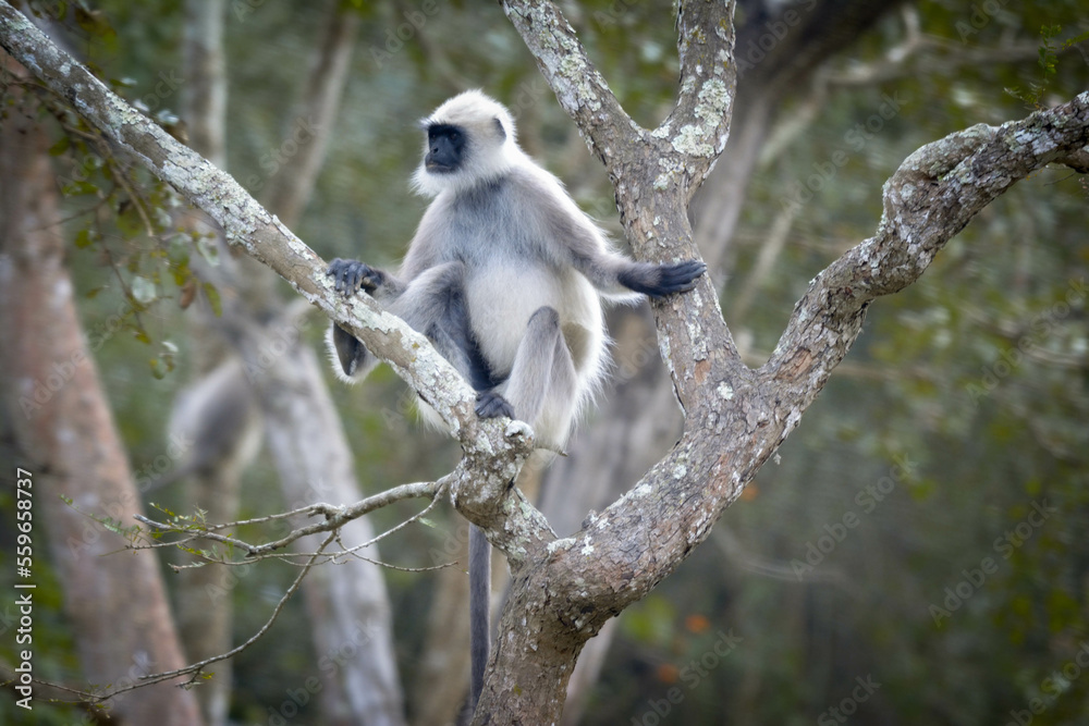 Black face, long-tailed gray langurs, also called Hanuman langurs or Hanuman monkeys in Bhandipur reserve forest in India