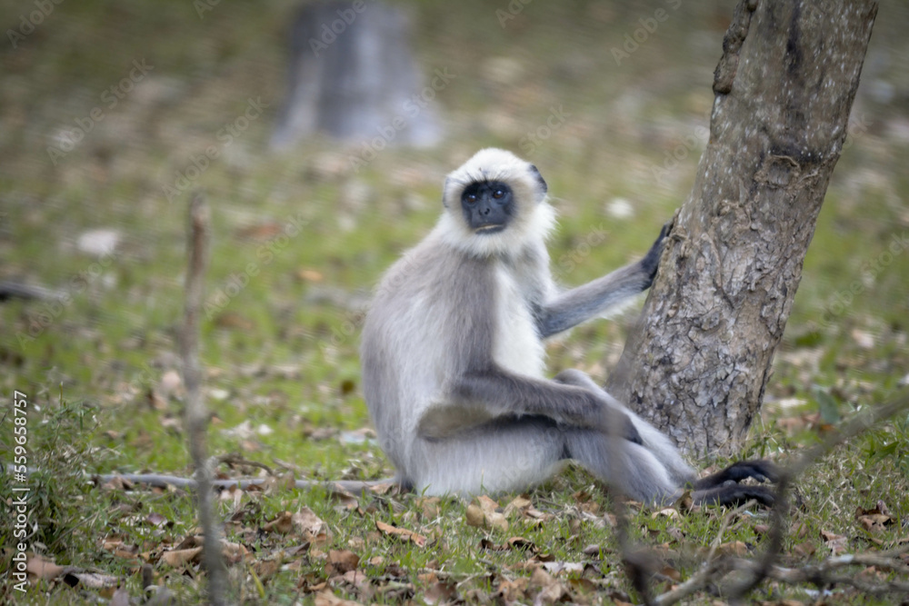 Black face, long-tailed gray langurs, also called Hanuman langurs or Hanuman monkeys in Bhandipur reserve forest in India