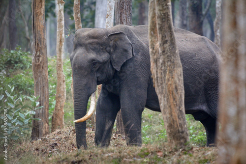 Asian tusker elephant or Elephas Maximus in wild jungle