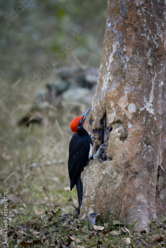 White-bellied Woodpecker or great black woodpecker (Dryocopus javensis) male bird clinging on tree trunk, eating termites. Woodpecker eating termites inside the wood help pest control in nature photo