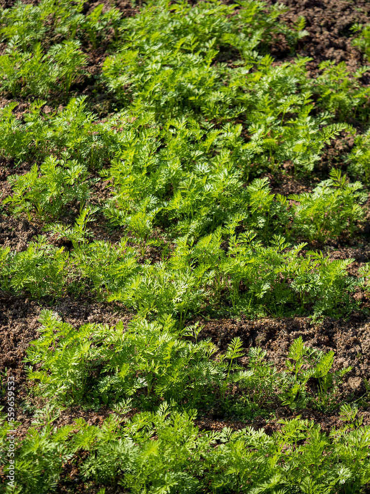 green vegetable field ripening at spring season, agricultural landscape. green vegetable field ripening at spring season, agricultural landscape.