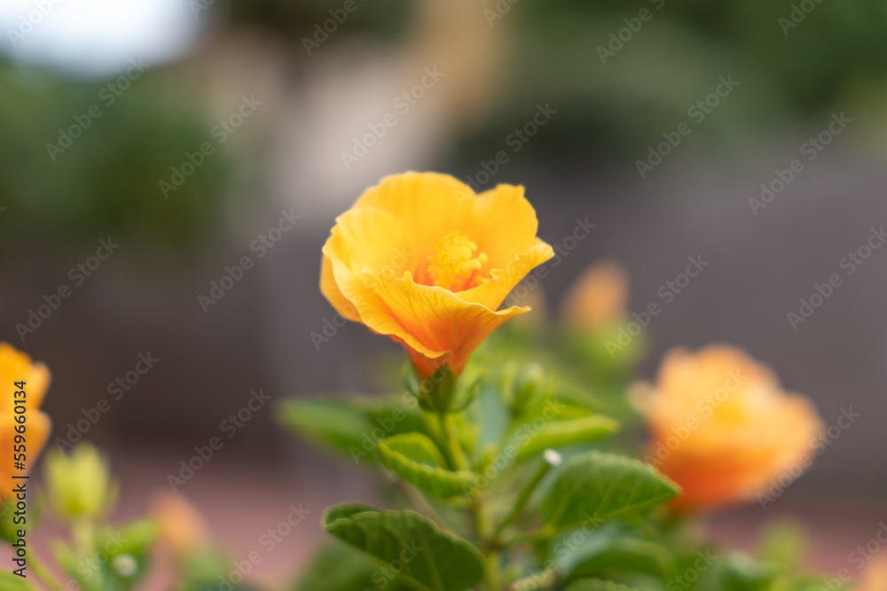 Closeup of bright yellow escholzia flower with green stem and leaves growing in garden on sunny day Closeup of bright yellow escholzia flower with green stem and leaves growing in garden on sunny day