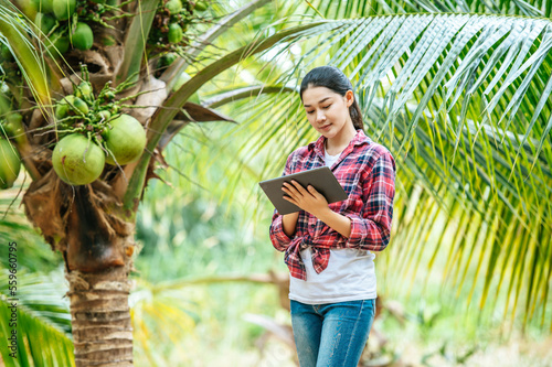 Portrait of Happy Asian young  farmer woman check quality of coconut in farm and using tablet computer to take orders online for customers. Agricultural and technology concepts.