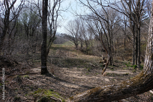 tree in the woods