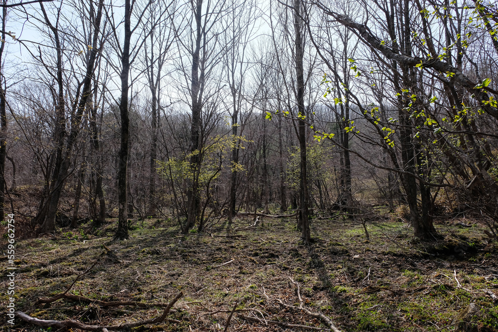 trees in the forest