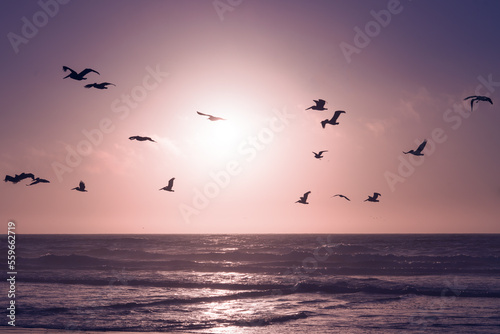 Pink sunset over the ocean, and silhouette of flying birds. Beautiful abstract scene in light purple-pink colors