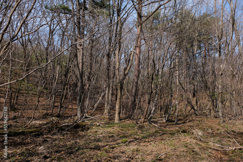 tree in the field