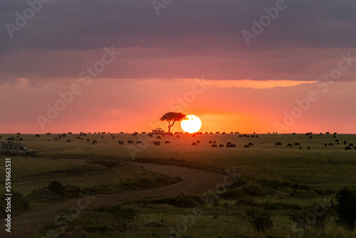 Panorama colorful sunset in Kenya. Safari route path with acacia trees in Africa