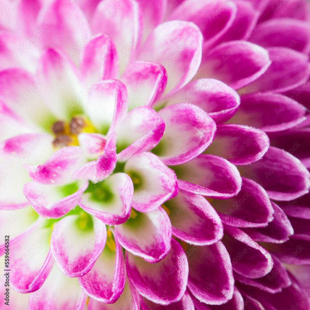close up of pink flowers background nature ,Macro of pink petals blooming flowers close up of pink flowers background nature ,Macro of pink petals blooming flowers