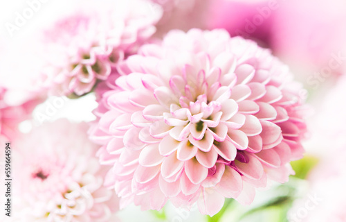 close up of pink flowers background nature ,Macro of pink petals blooming flowers ,soft focus flora