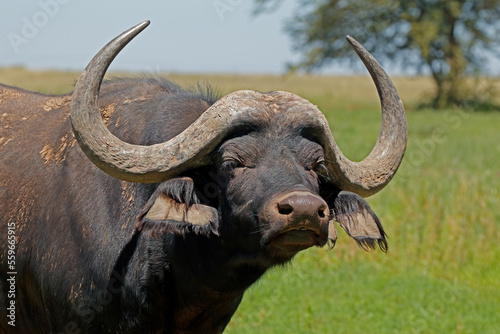 Portrait of an African or Cape buffalo  Syncerus caffer   South Africa.