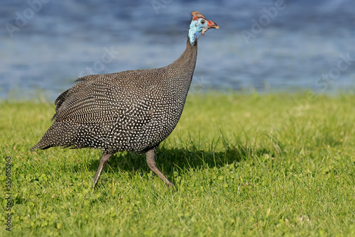 An alert helmeted guineafowl (Numida meleagris), South Africa. photo