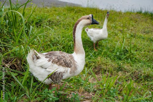 Indonesian goose swan on the lake side grass