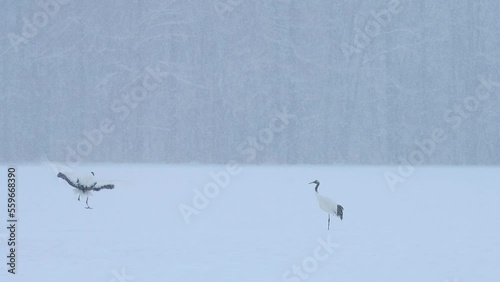 雪原の丹頂鶴