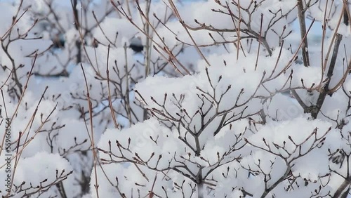 ふわふわ落ちる雪