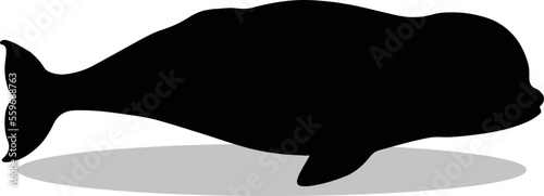 Valokuva Beluga Whale Silhouette, cute Beluga Whale Vector Silhouette, Cute Beluga Whale