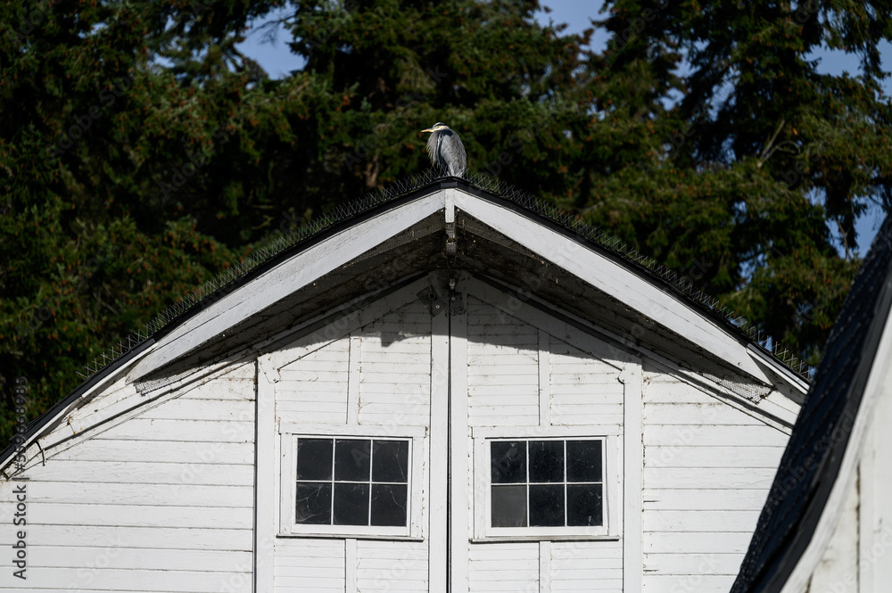 Majestic great blue heron perched on the peak of a rustic white barn roof on a sunny day
